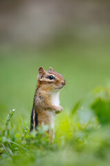 Eastern Chipmunk standing on hind legs, alert to its surrounding