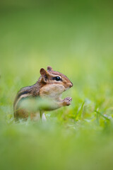 Eastern Chipmunk stuffing cheeks full of seeds while eating