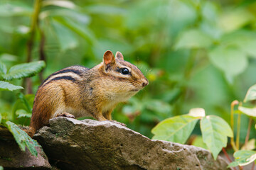 Eastern Chipmunk perched on rock ledge