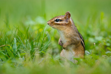 Eastern Chipmunk sitting in tall grass