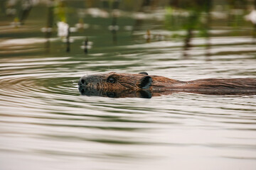 Beaver swimming in a pond with just its nose, eyes, ears, and ba © Cavan