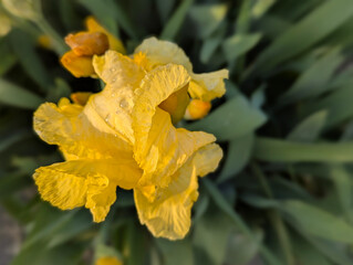 Yellow Iris with Rain Droplets