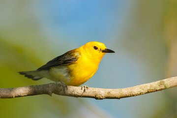 A bright yellow male Prothonotary Warbler perched on a branch
