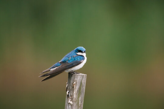 A blue and white male tree swallow perched on a post