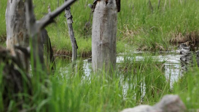 Beaver swimming between stumps and grass - includes audio