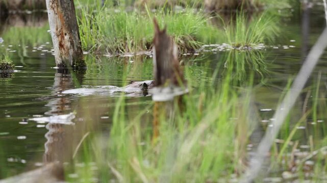 Beaver swims by camera and disappears behind grass