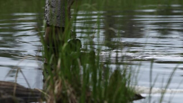 Beaver close up swimming towards camera - includes audio