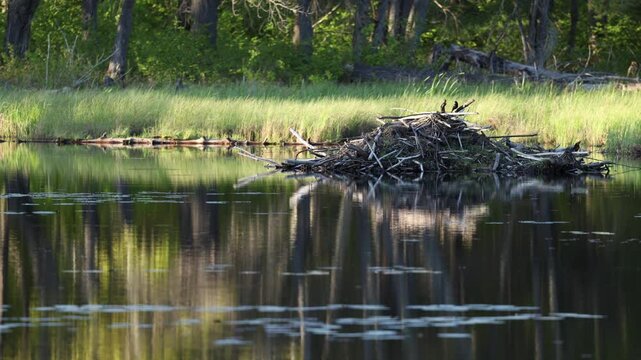 Common grackle sitting on beaver house in pond