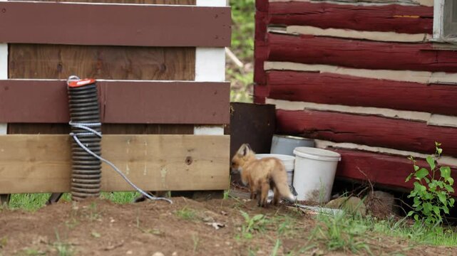 Fox cubs playing and drinking water out of pail