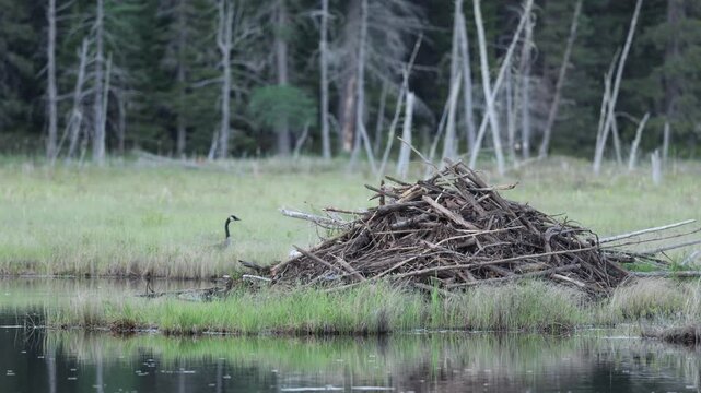 Goose walks in marshy grass behind beaver house