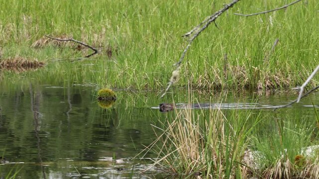 Beaver swimming in pond turns around and goes back the way he came