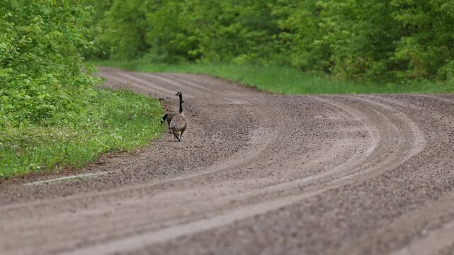 Geese and goslings walking down gravel road 2