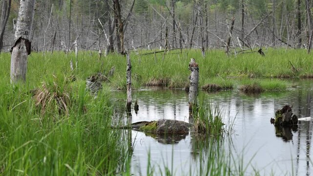 Slow pan of marshy dead tree filled swamp - Audio included