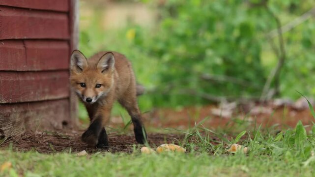 Slow mo of playful and cute fox pup scratching then goes behind cabin