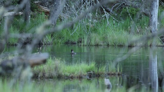 Slow mo of Two ducks and one is dipping under water