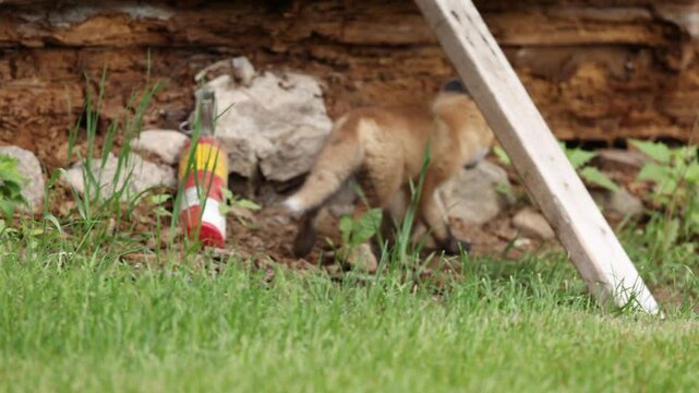 Fox pup runs along side of old log cabin then hides under it