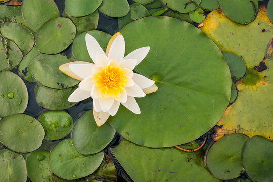 A top down view of a white water lily flower blooming among lily