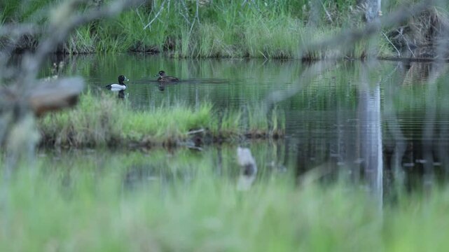 Two ducks in a small pond