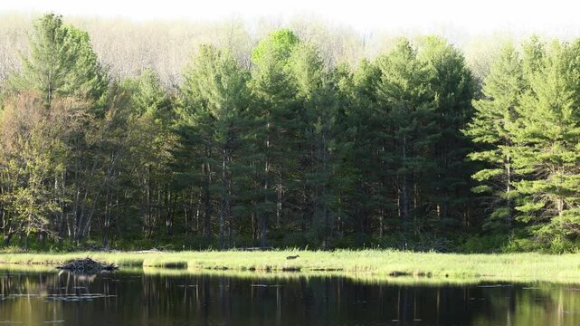 Wide angle of deer walking in swamp at ponds edge
