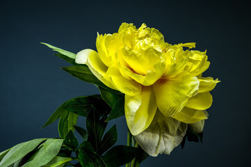 Majestic Yellow Peony Bloom Against a Dark Blue Background