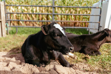 Close up of two cows at corn maze farm