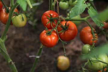 Image of several tomatoes on a branch side view.