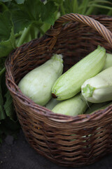 A few zucchini in a basket side view.
