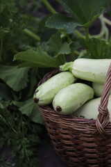 A few zucchini in a basket on a background of tops.