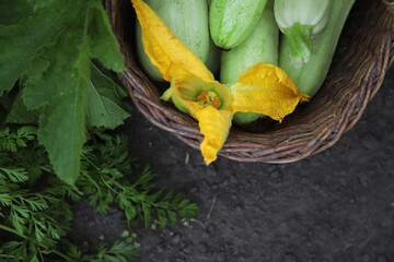 An image of several zucchini lying in a wicker basket.