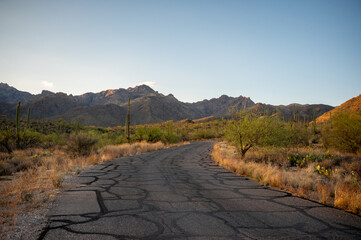 Winding Road Through Saguaro Desert at Dusk