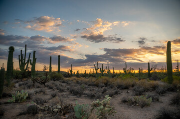 Wide Desert Landscape with Saguaro Cacti at Vibrant Sunset Hour