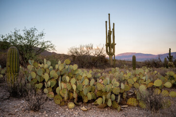 Variety of Cacti in Southwestern Desert at Dusk with Mountain Vi