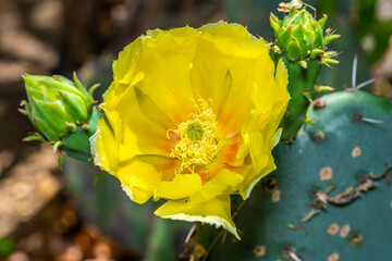 A flowering cactus in Tucson, Arizona