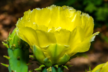 A flowering cactus in Tucson, Arizona
