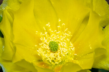 A flowering cactus in Tucson, Arizona