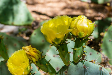 A flowering cactus in Tucson, Arizona