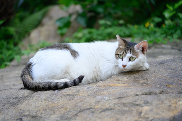 The Cat resting on rock