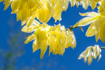 A Yucca in Tucson, Arizona