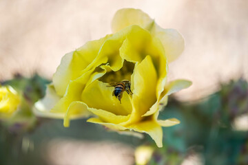 A flowering cactus in Tucson, Arizona