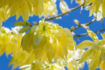 A Yucca in Tucson, Arizona