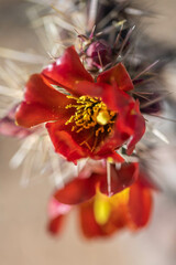 A flowering cactus in Tucson, Arizona