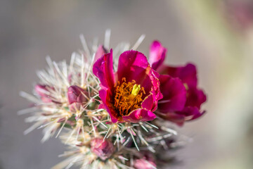 A flowering cactus in Tucson, Arizona