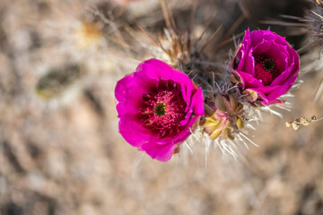 A flowering cactus in Tucson, Arizona