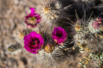 A flowering cactus in Tucson, Arizona