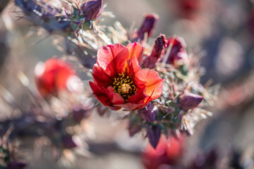 A flowering cactus in Tucson, Arizona