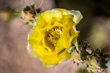 A flowering cactus in Tucson, Arizona
