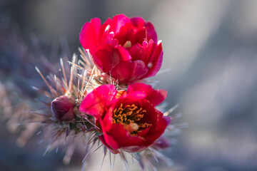 A flowering cactus in Tucson, Arizona