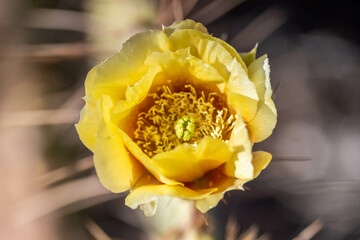 A flowering cactus in Tucson, Arizona