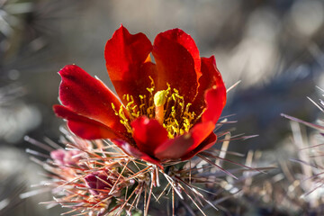 A flowering cactus in Tucson, Arizona