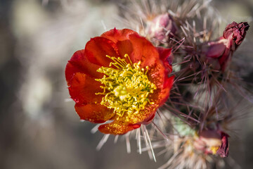 A flowering cactus in Tucson, Arizona